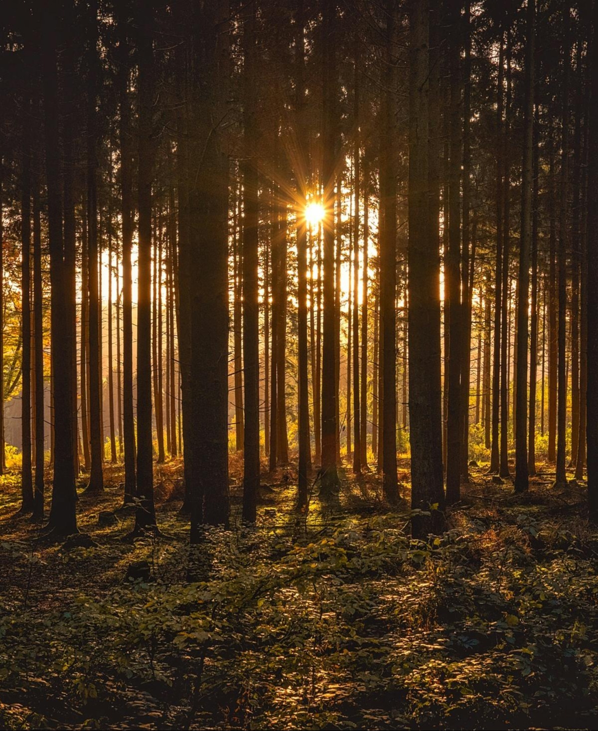 pexels-pixabay-237273 pexels-pixabay-237273